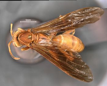 Media type: image;   Entomology 35999 Aspect: habitus dorsal view